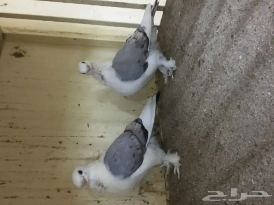 طبات ستنايت (image 1)