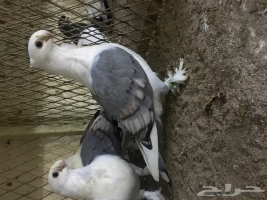 طبات ستنايت (image 2)