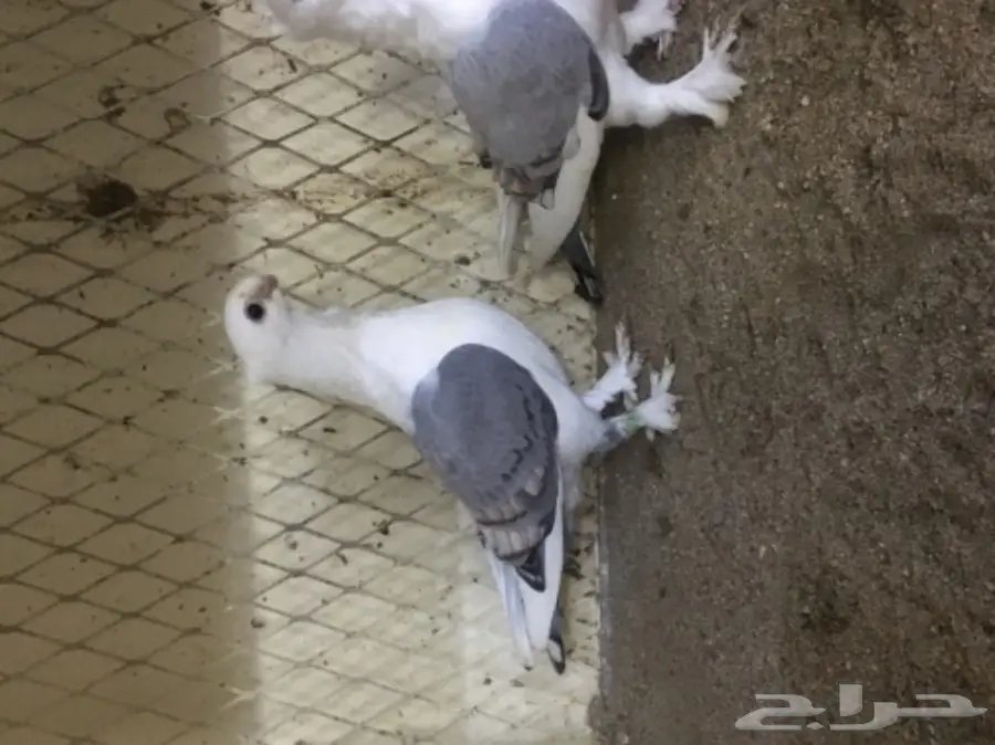 طبات ستنايت (image 3)