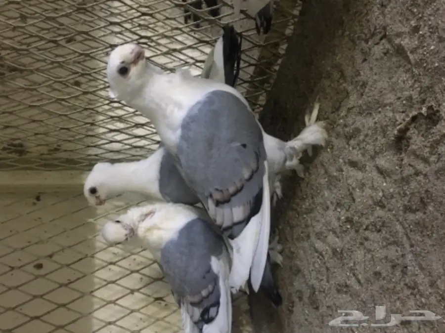 طبات ستنايت (image 4)