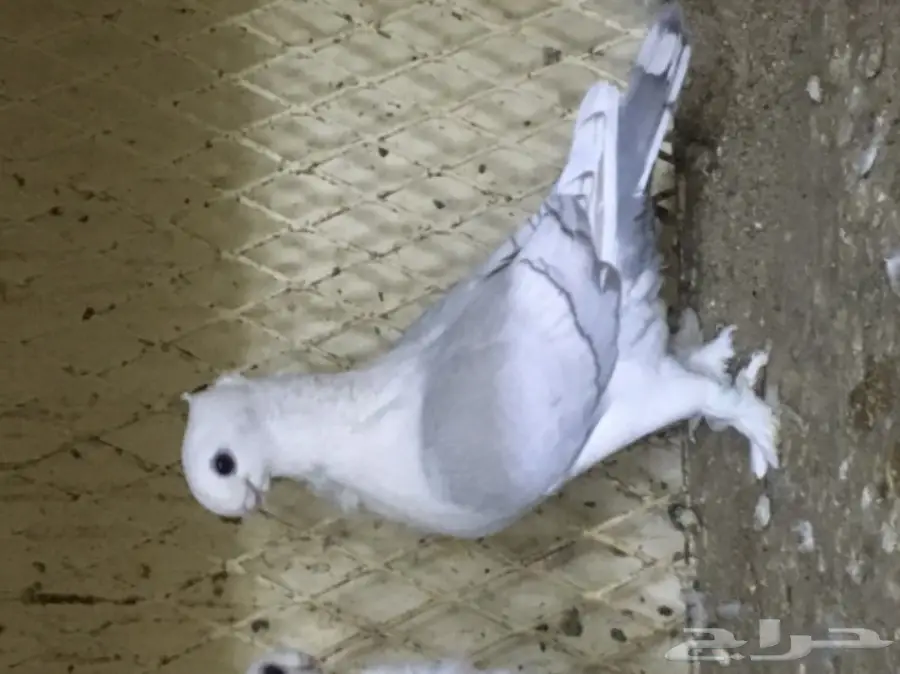 طبات ستنايت (image 5)