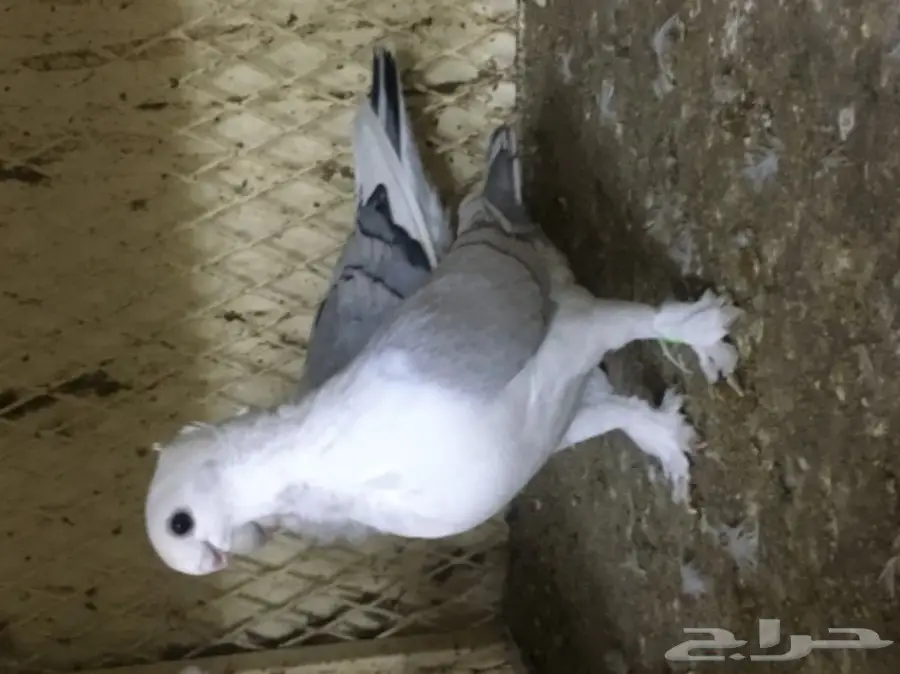 طبات ستنايت (image 6)