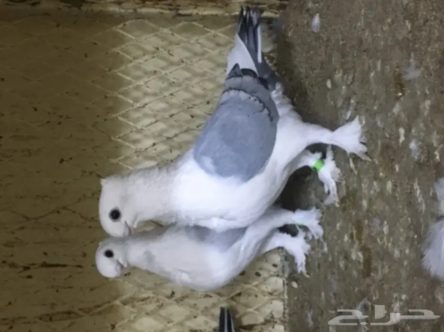 طبات ستنايت (image 7)