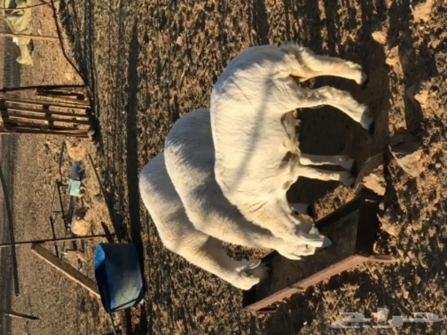 رخال للبيع  (image 1)