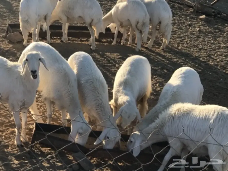 رخال للبيع  (image 2)