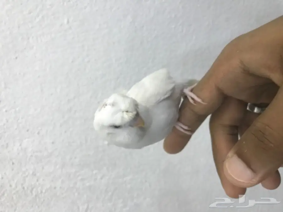 فرخ بادجي البينو دبل كرست وكروك اليف