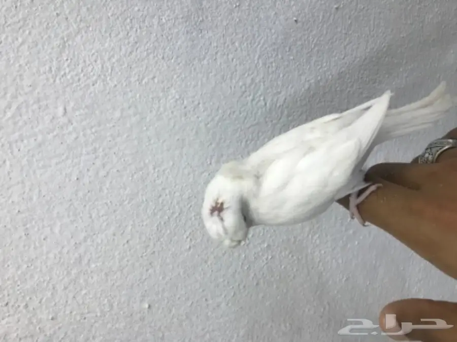 فرخ بادجي البينو دبل كرست وكروك اليف (image 1)