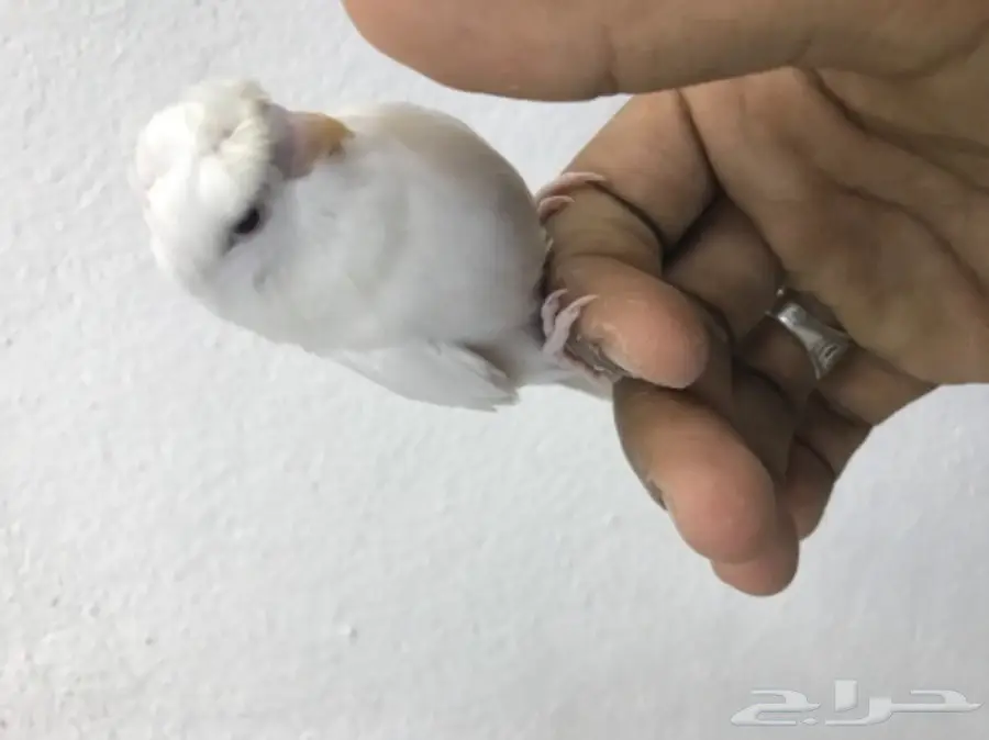 فرخ بادجي البينو دبل كرست وكروك اليف (image 2)