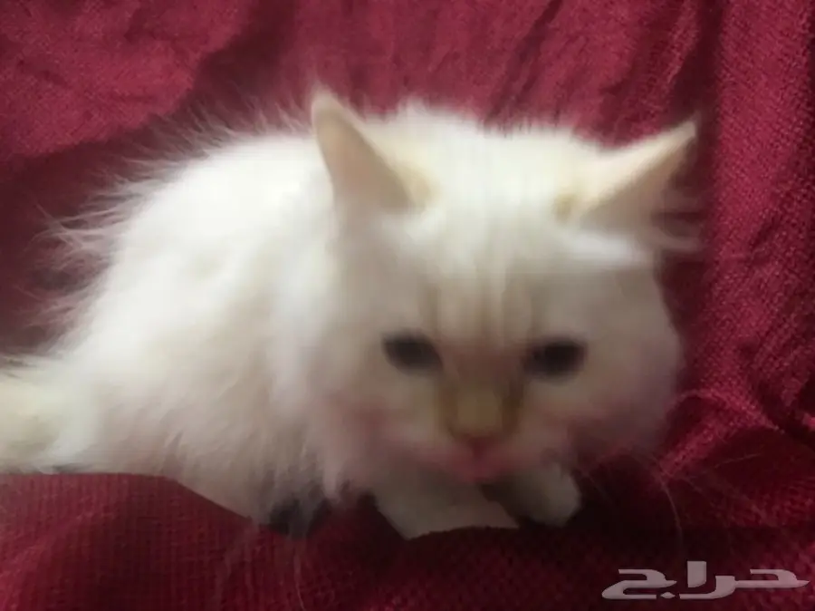 ذكر هيملايا للبيع