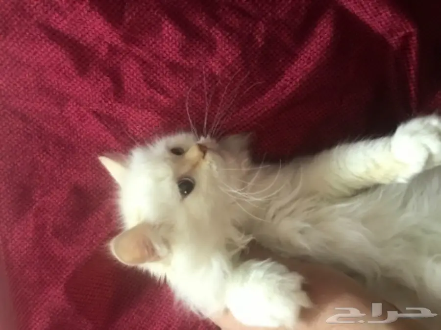 ذكر هيملايا للبيع (image 1)