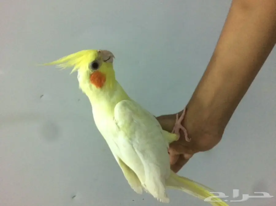 كروان لاتينو اليف 