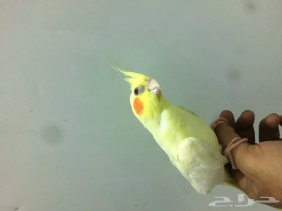 كروان لاتينو اليف  (image 2)