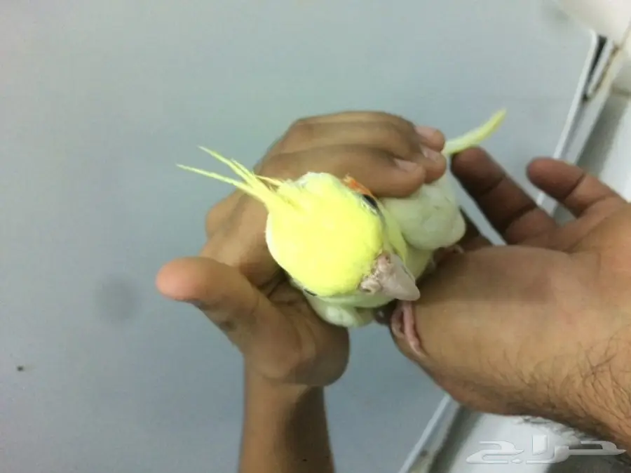 كروان لاتينو اليف  (image 3)