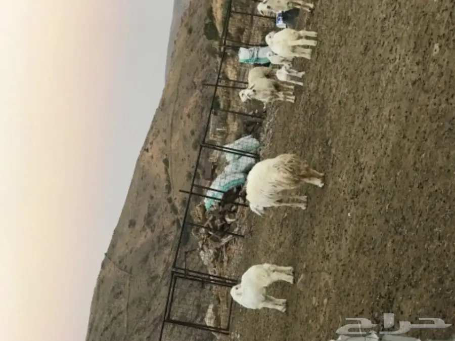 غنم للبيع أو البدل بطليان تكون اعمارها صغيرة (image 4)