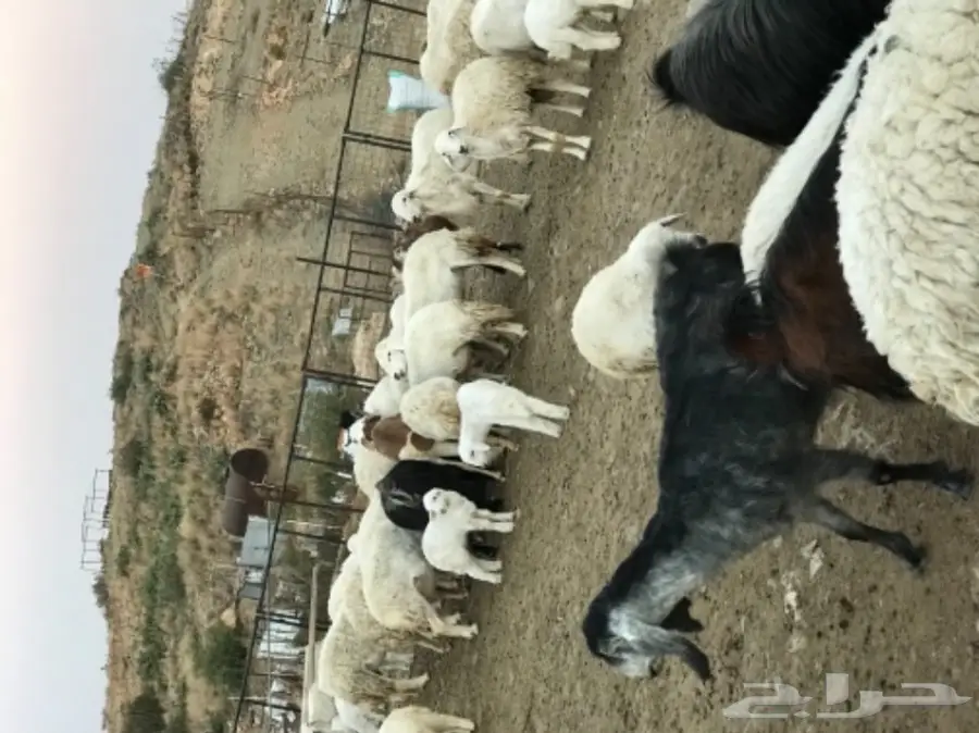 غنم للبيع أو البدل بطليان تكون اعمارها صغيرة (image 7)