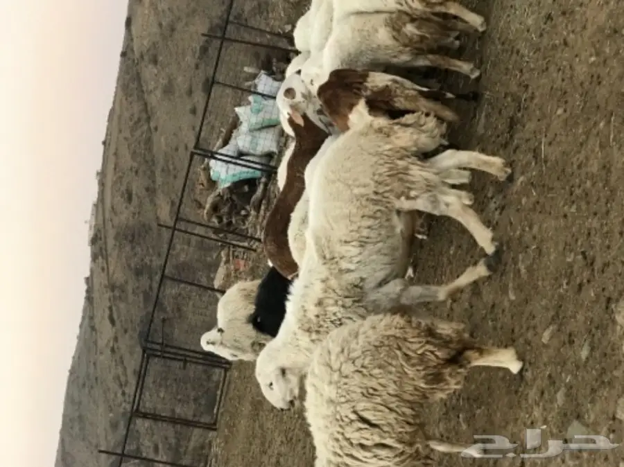 غنم للبيع أو البدل بطليان تكون اعمارها صغيرة (image 13)