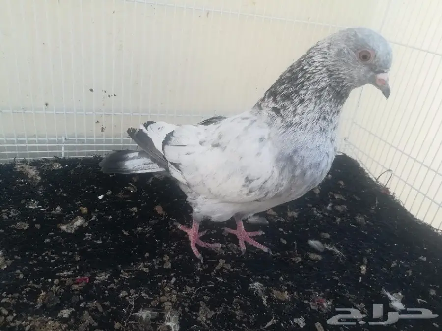 طبات كاسوري للبيع