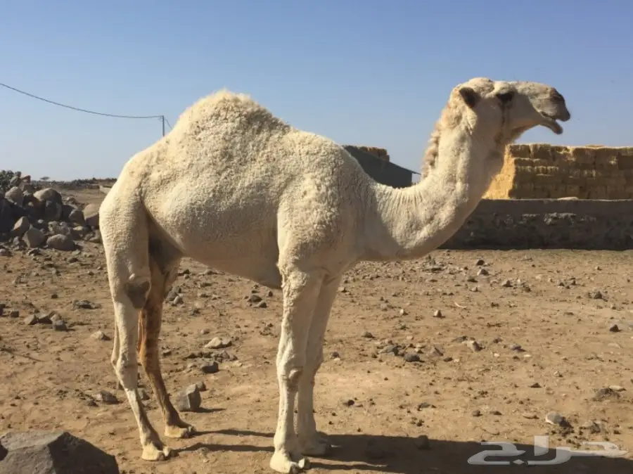 قعود عفر  (image 1)