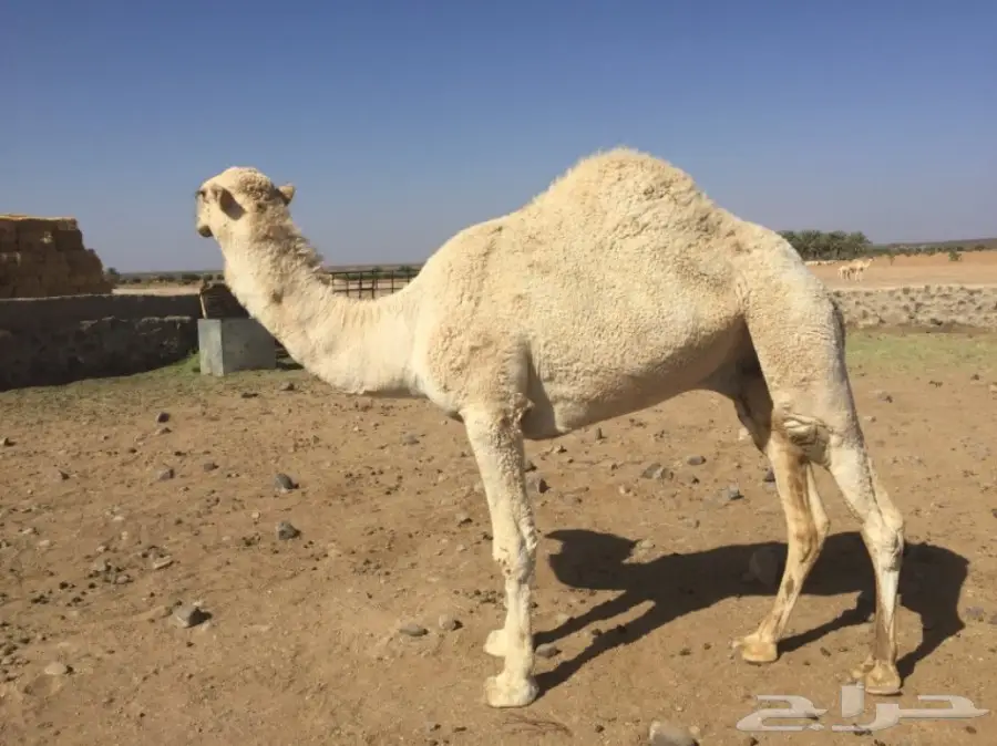 قعود عفر  (image 2)