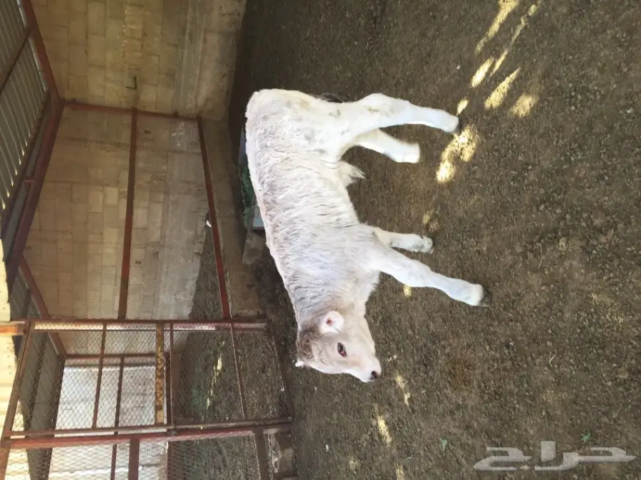 ثور فصيل الماني ابيض توه مولود 