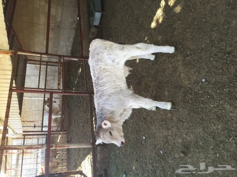 ثور فصيل الماني ابيض توه مولود  (image 1)