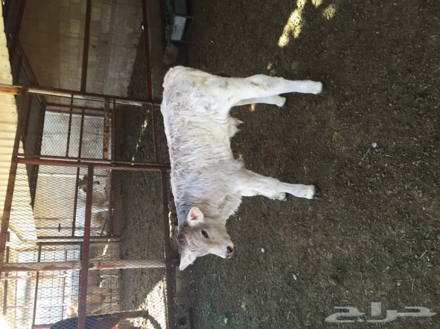 ثور فصيل الماني ابيض توه مولود  (image 2)