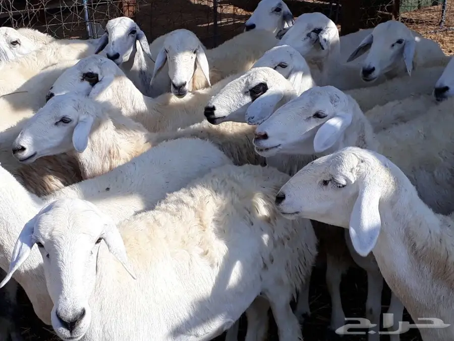 ضأن ممتاز - عُلا 37 (image 9)