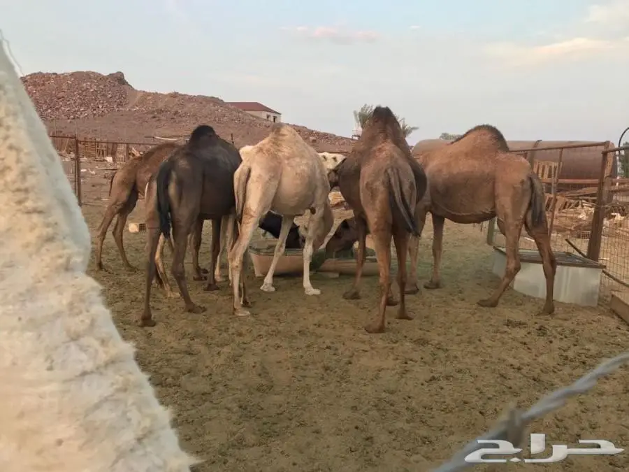 ابل للبيع العاجل  (image 3)