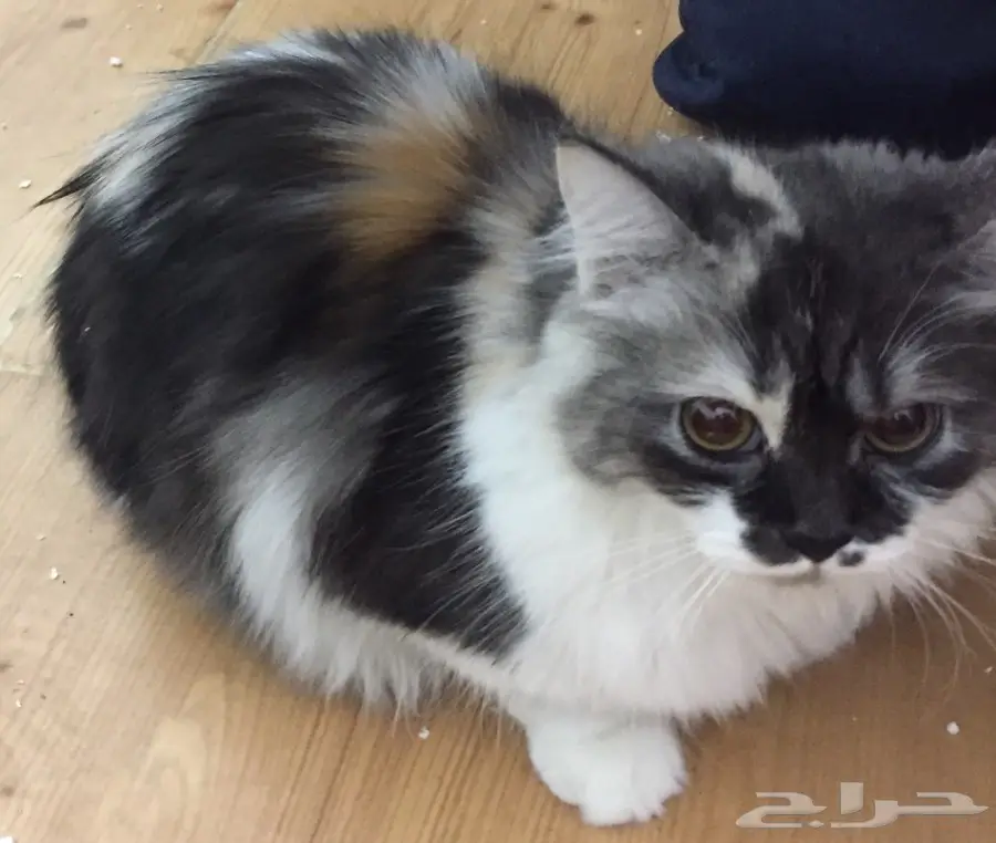 قطط للبيع (image 3)
