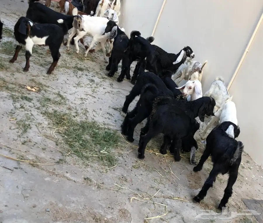 تيوس سمان وين أهل الزين  (image 7)