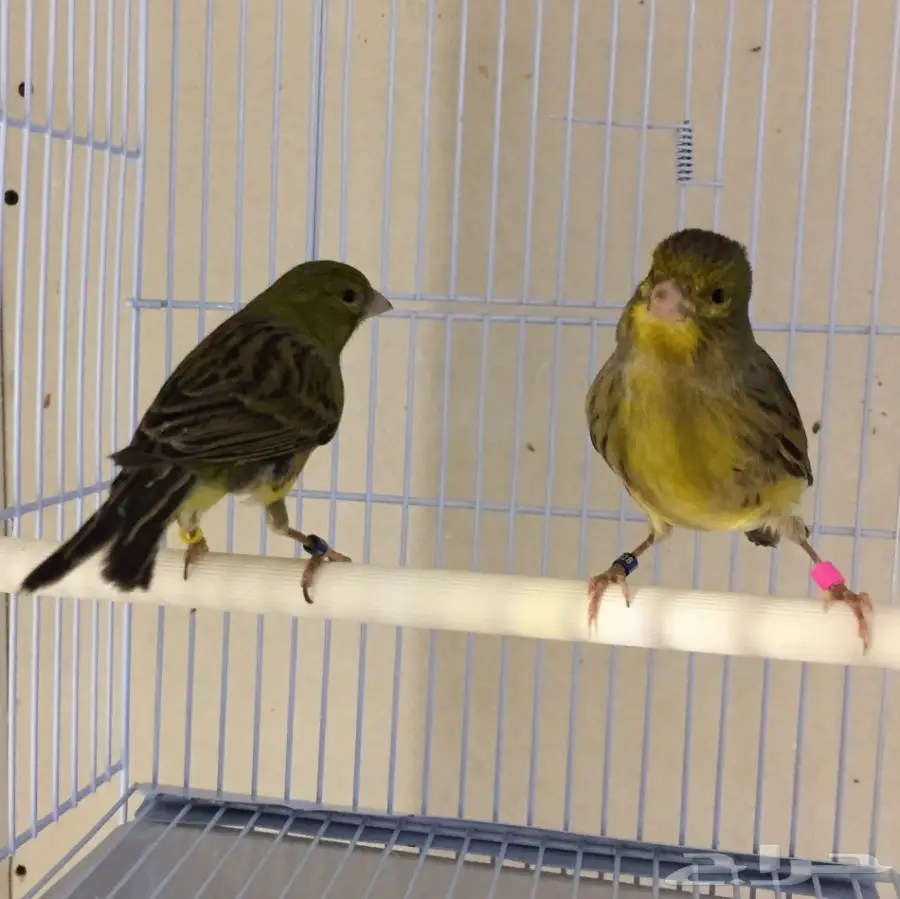 زوج كناري التغريد التمبرادو الأسباني لاف العش