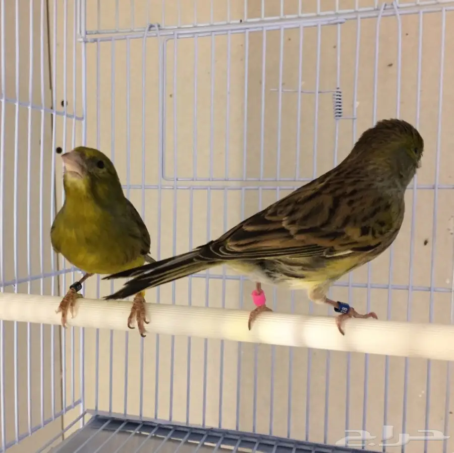 زوج كناري التغريد التمبرادو الأسباني لاف العش (image 1)