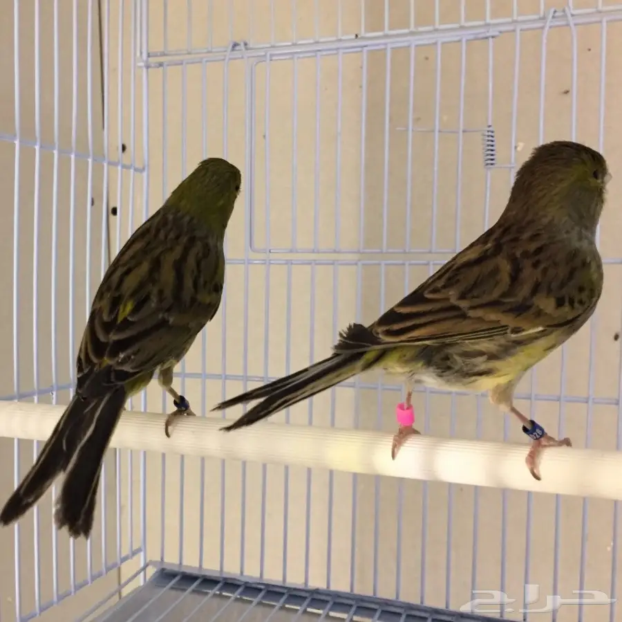 زوج كناري التغريد التمبرادو الأسباني لاف العش (image 2)