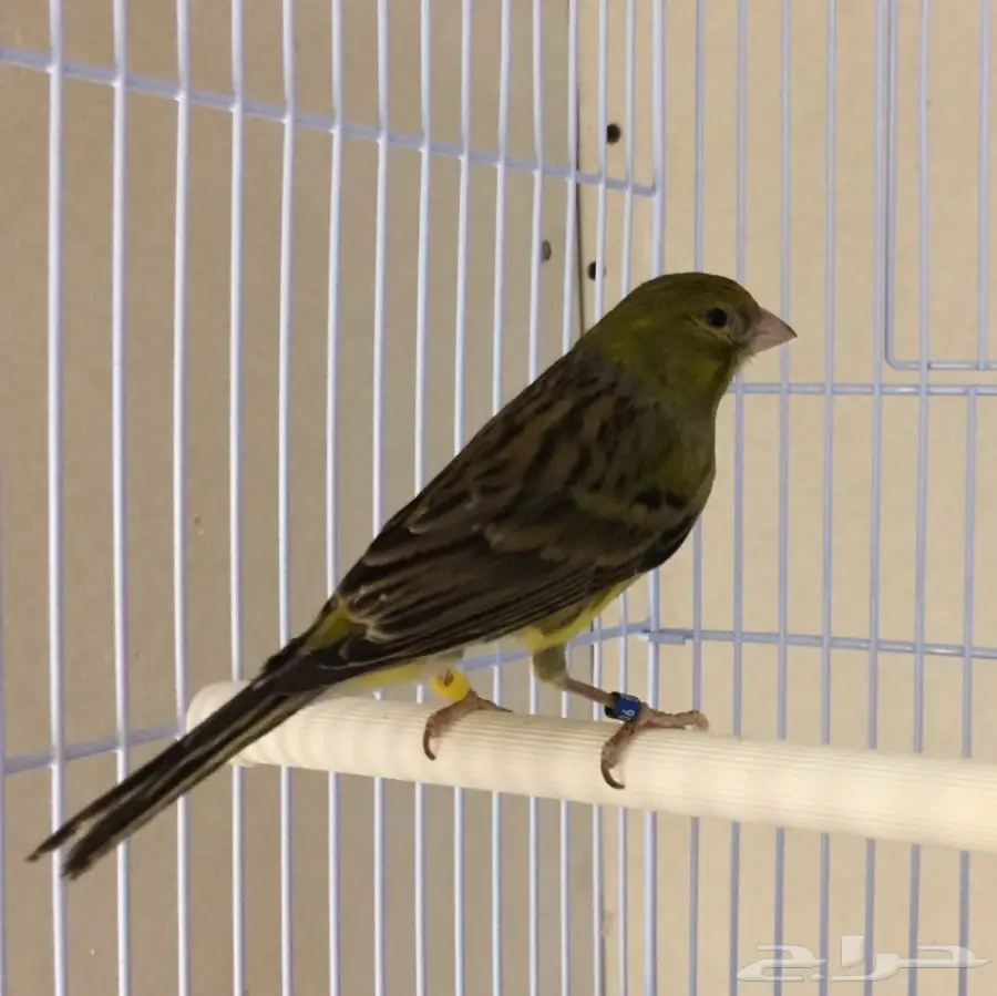 زوج كناري التغريد التمبرادو الأسباني لاف العش (image 3)