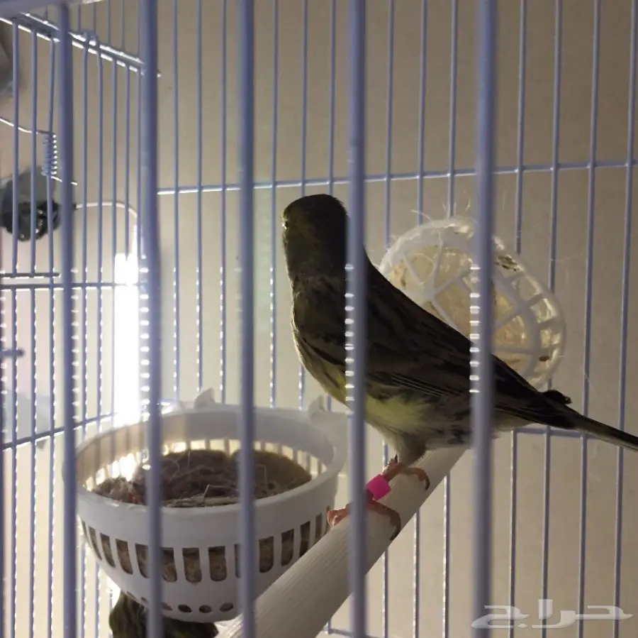 زوج كناري التغريد التمبرادو الأسباني لاف العش (image 4)