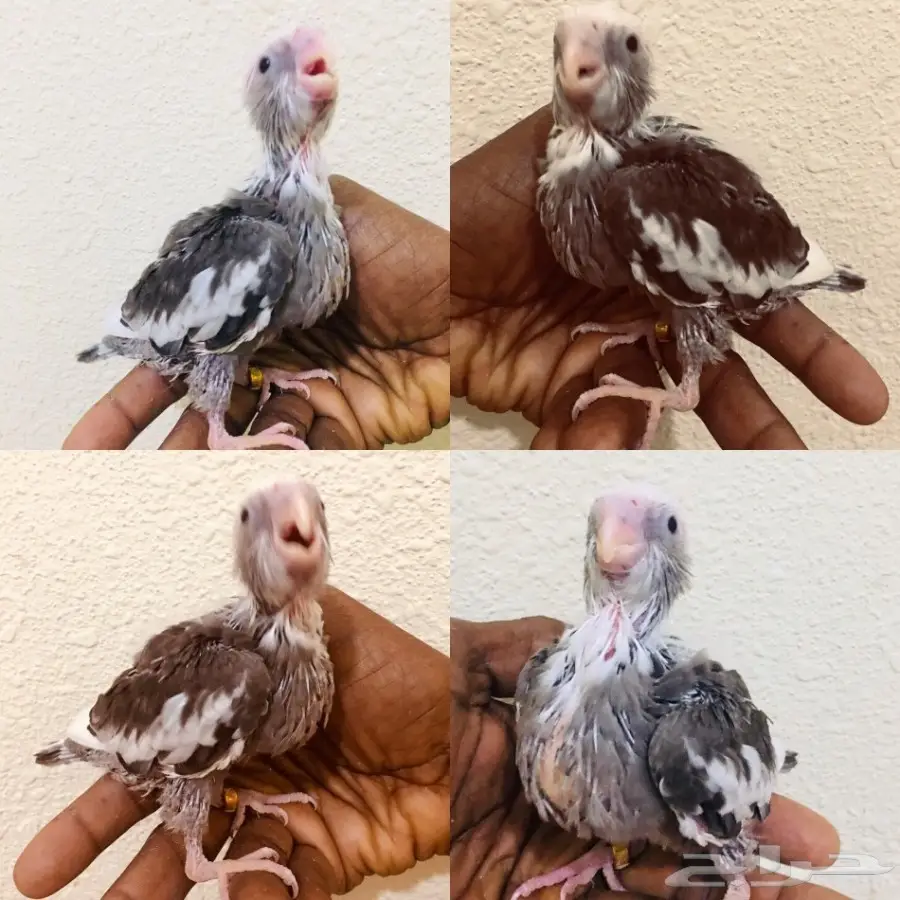 فروخ كروان  (image 4)