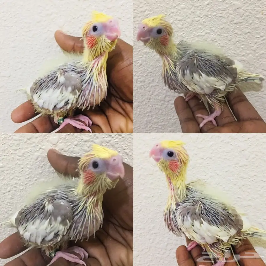 فروخ كروان  (image 5)