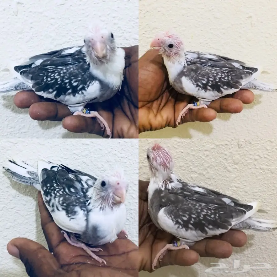 فروخ كروان  (image 6)