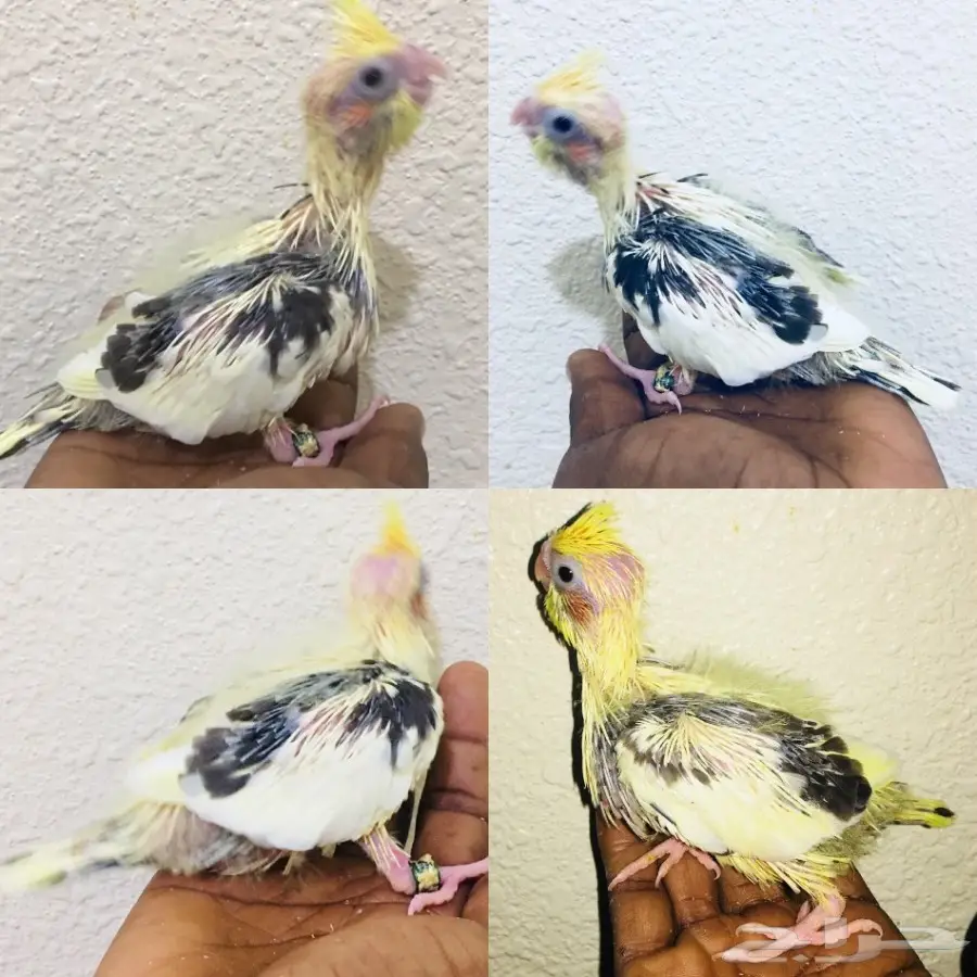 فروخ كروان  (image 7)