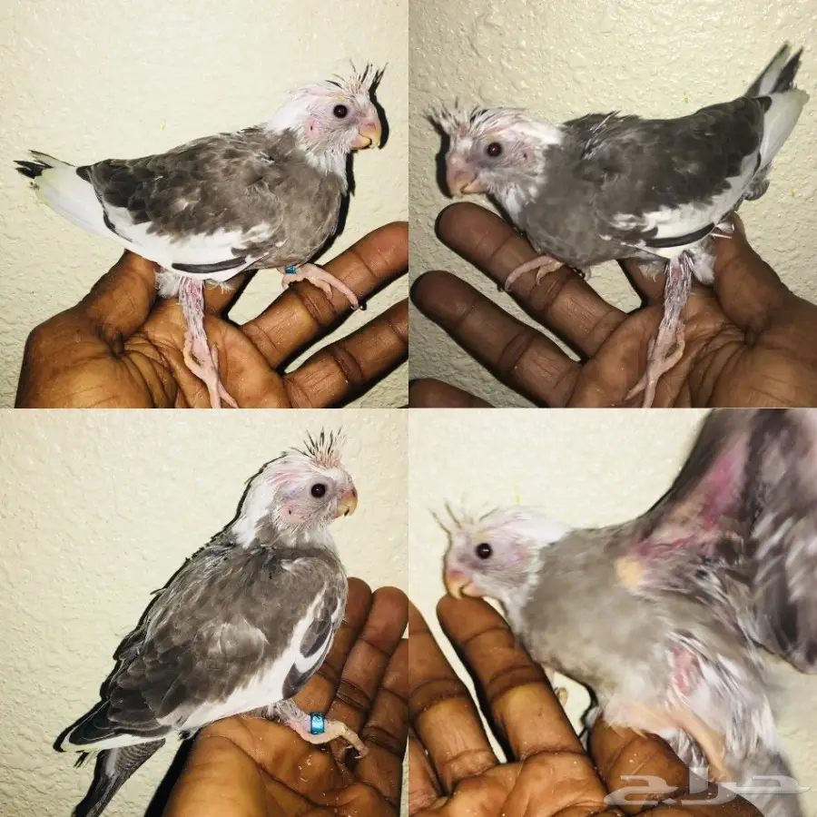 فروخ كروان  (image 8)