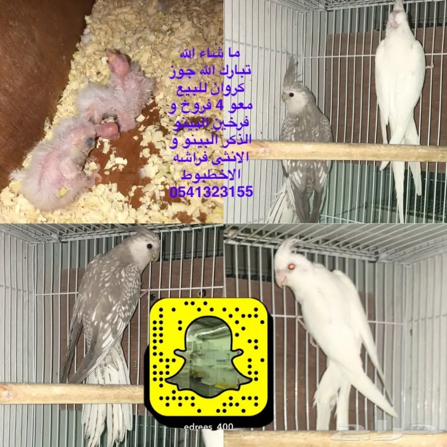 فروخ كروان  (image 14)