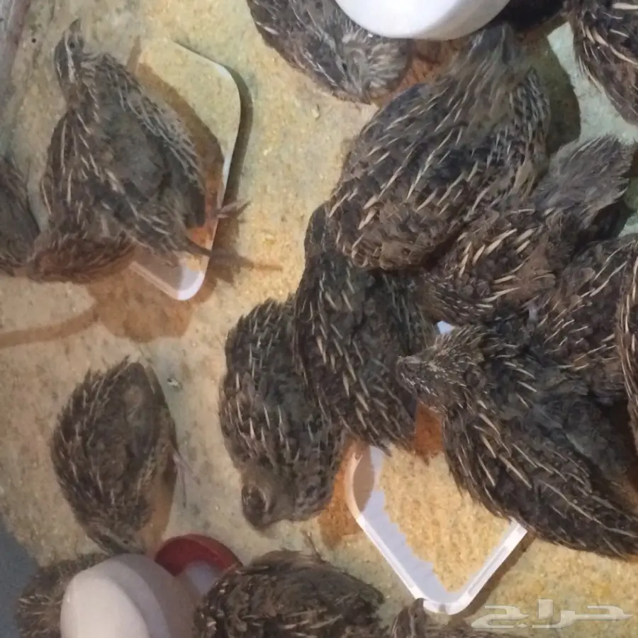 سمان للبيع (image 1)