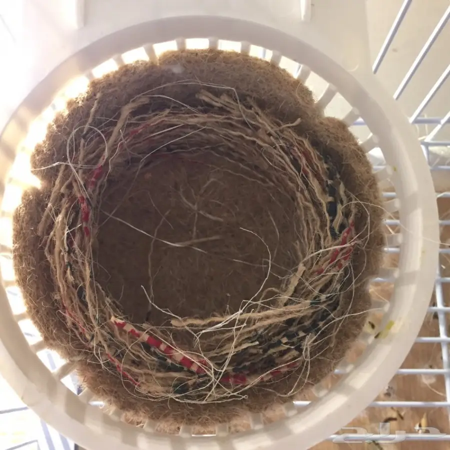 زوج كناري التغريد التمبرادو الأسباني لاف العش (image 5)