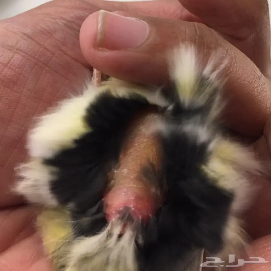 زوج كناري التغريد التمبرادو الأسباني لاف العش (image 7)