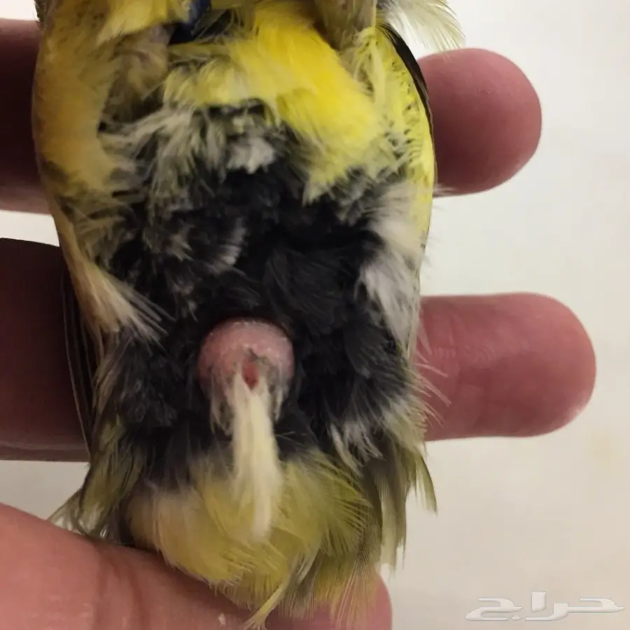 زوج كناري التغريد التمبرادو الأسباني لاف العش (image 8)