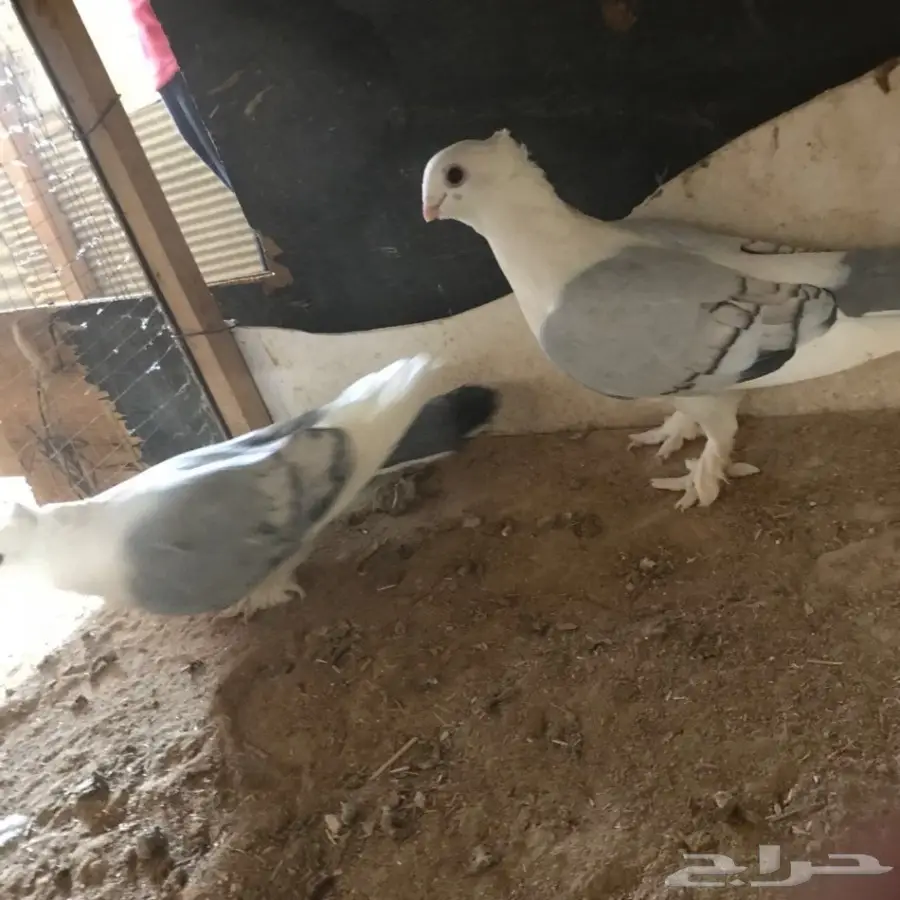 حمام جديد - فرصة لا تُفوّت! (image 9)