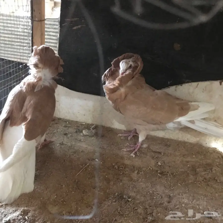 حمام جديد - فرصة لا تُفوّت! (image 15)