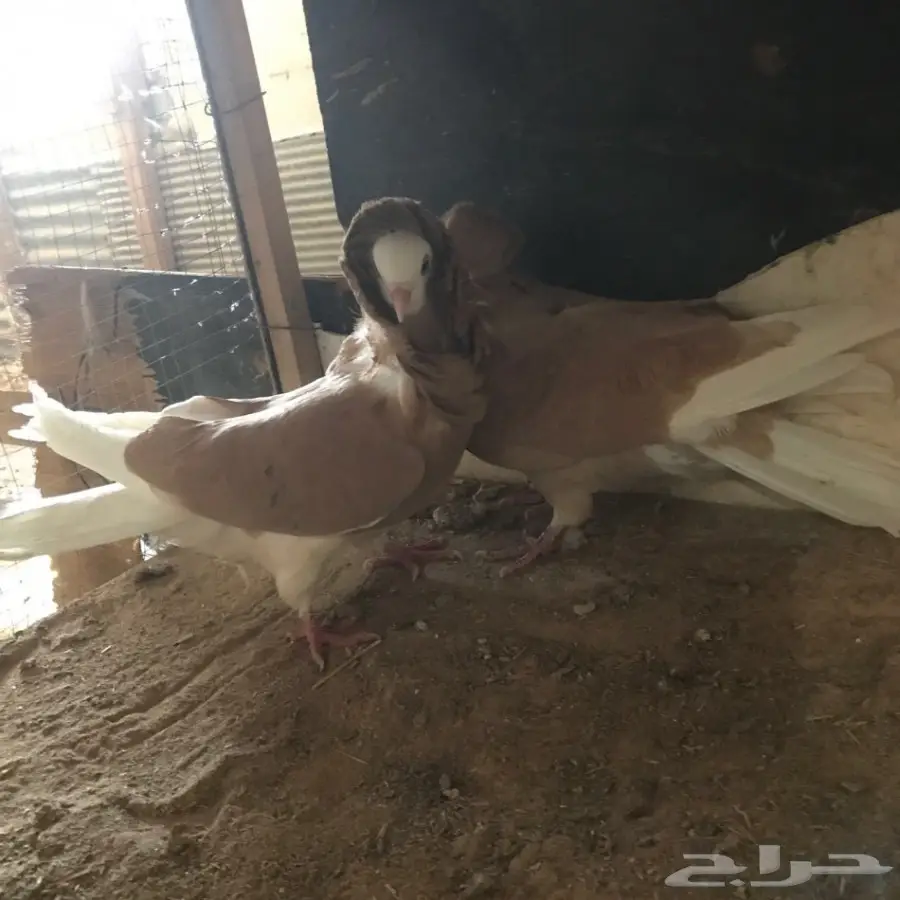 حمام جديد - فرصة لا تُفوّت! (image 16)