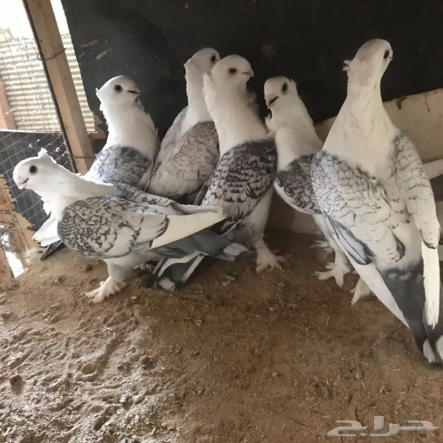 حمام جديد - فرصة لا تُفوّت! (image 17)