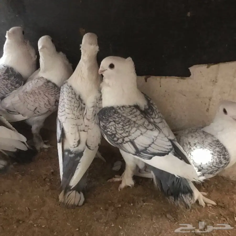 حمام جديد - فرصة لا تُفوّت! (image 20)